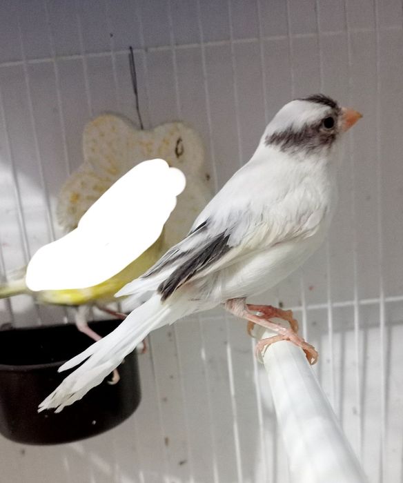 Kanareka avle moda sotladi