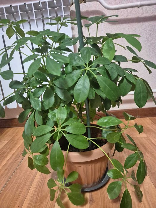 Шефлера домашняя