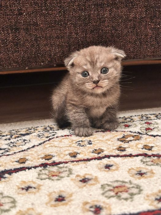 Шотладнский вислоухий