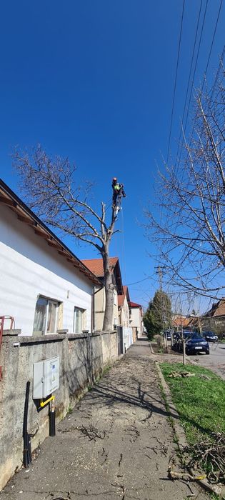 Tăieri , toaletări , copaci uscați , periculoşi !!!