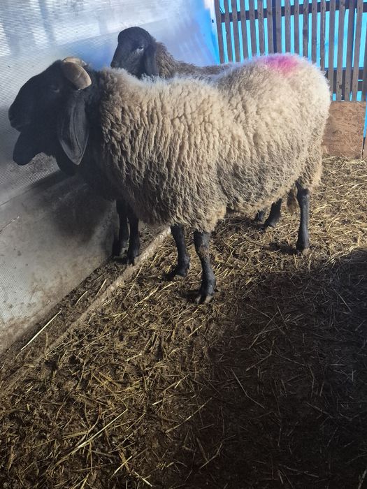 Vând berbeci carabasi sârbești