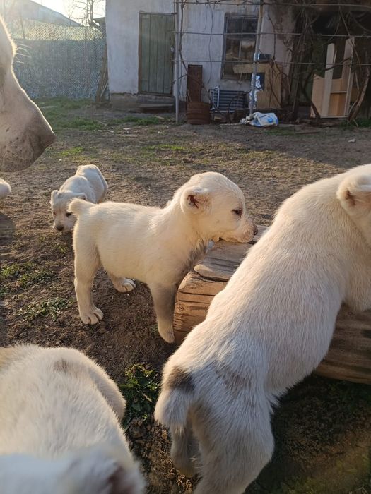 Щенки Алабайчики