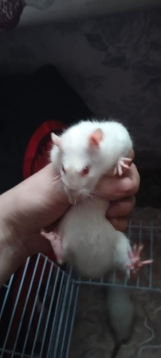 Отдам 2 крыс за 2 шоколадки