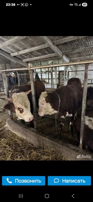 Мол куй жунатиш хизмати