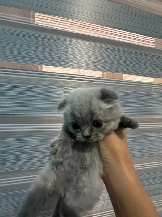 Scottish Fold mushuk