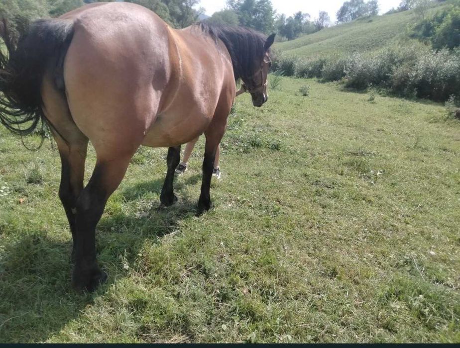 Vând iapă de 4 ani