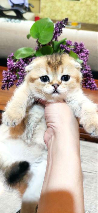 Продаются шикарные котята скотиш фолд и скотиш страйт