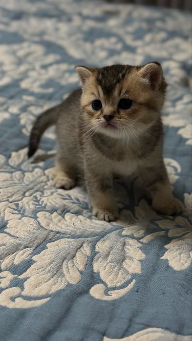 Продаются породистые шотландские котята. 1 месяц. Мальчик и девочка