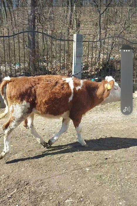 Armăsar și o vitea de 8 luni