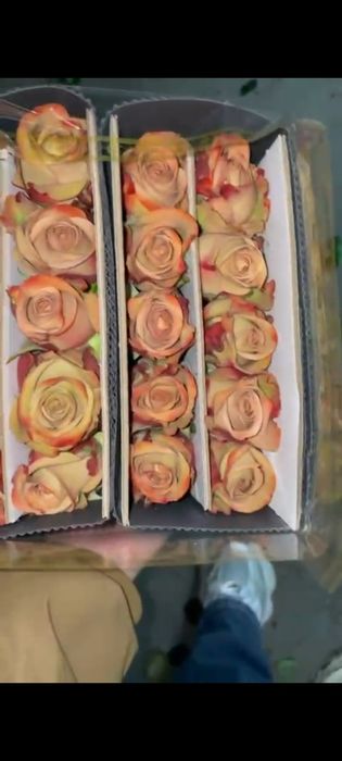 Гвоздика и роза оптом и розницу