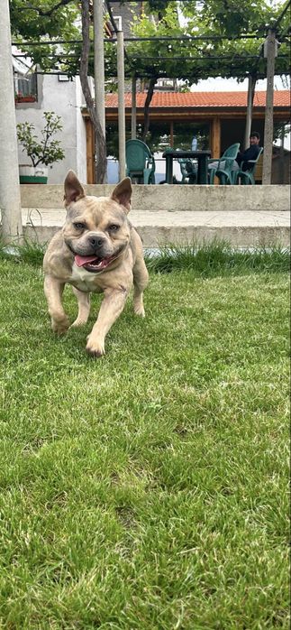 Американско були стандарт и покет