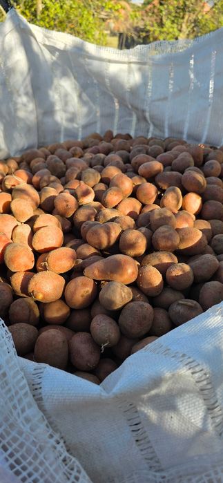 Cartofi samanta red lady si ultra