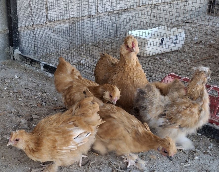 Продаются декоративные куры