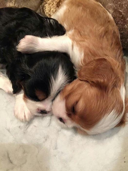 Продам щенков мальтипу