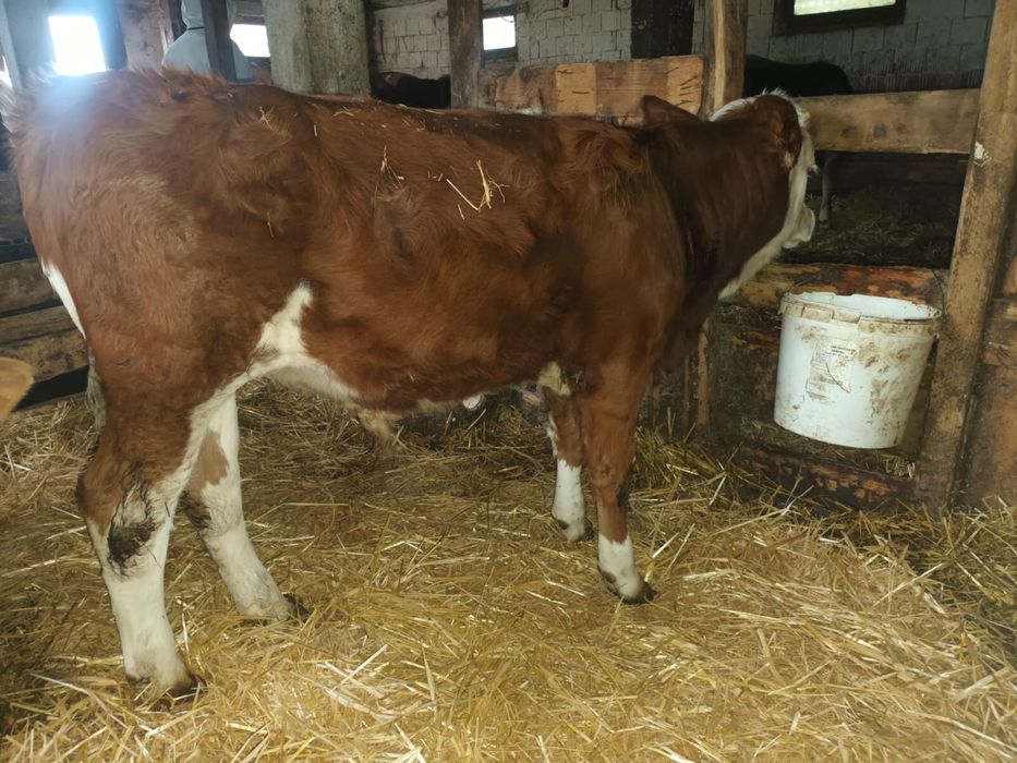 Vand 2 taurasi baltati