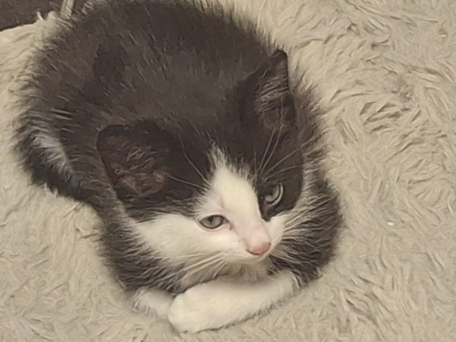 Отдам котят в хорошие руки