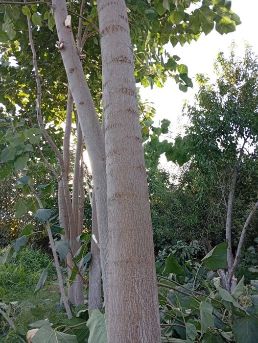 5 yillik pavlano daraxtlari sotiladi.