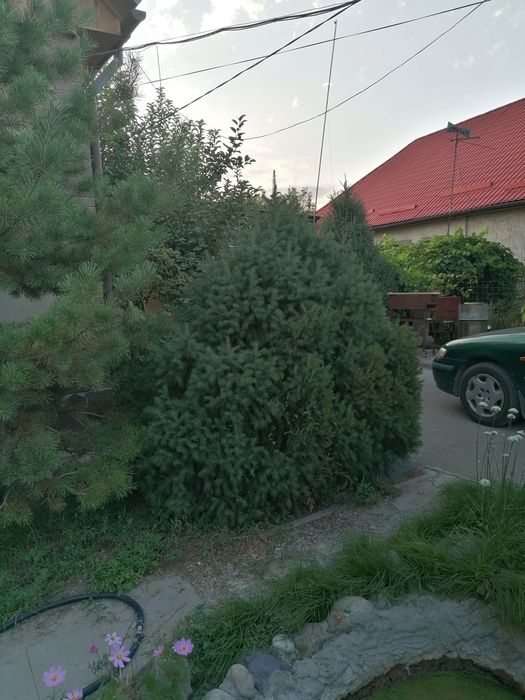 Продам ели в отличном состоянии