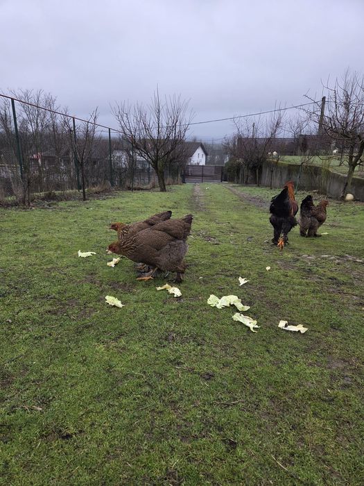 Ouă găini Brahma,mai multe culori