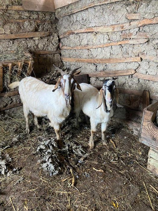 Vand 2 capre si 2 tapi ( anglonumbian si alpin)