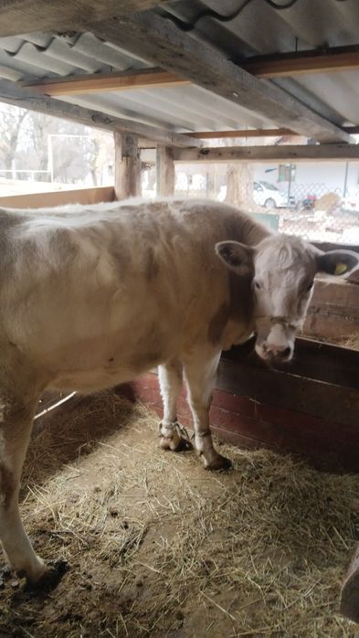 Денсаулыгы жақсы