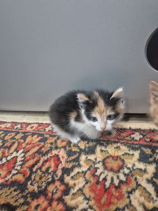 Отдам даром котят