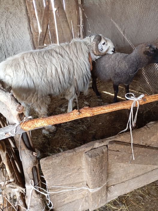 Кучкор сотилади зотга