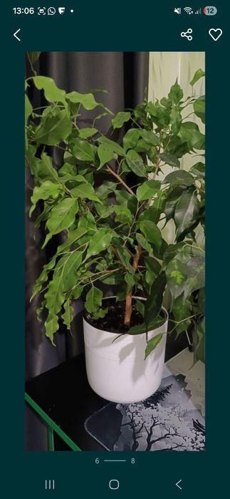 Комнатные растения цветы