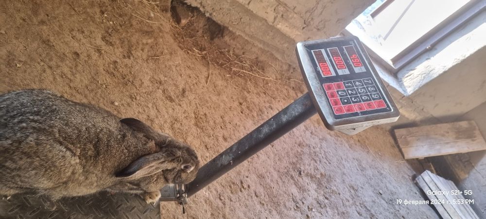 Flandir arkak quyonla