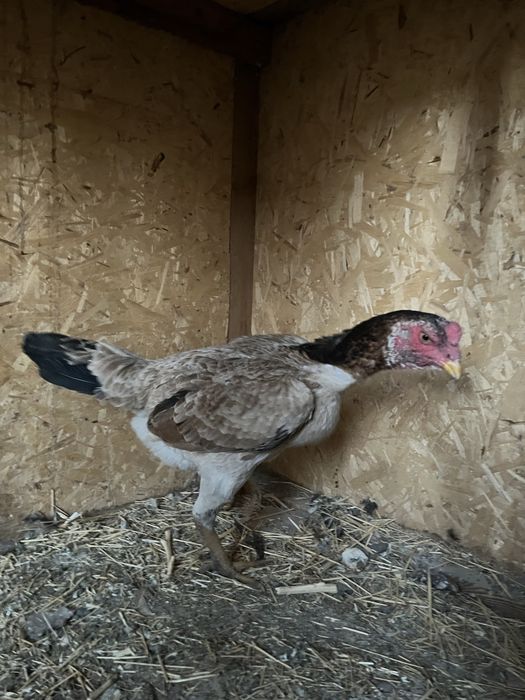 Курица бойцовая 7000