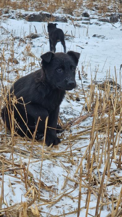 Щенки в добрые руки