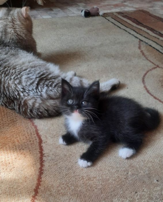 Продам шотландских котят