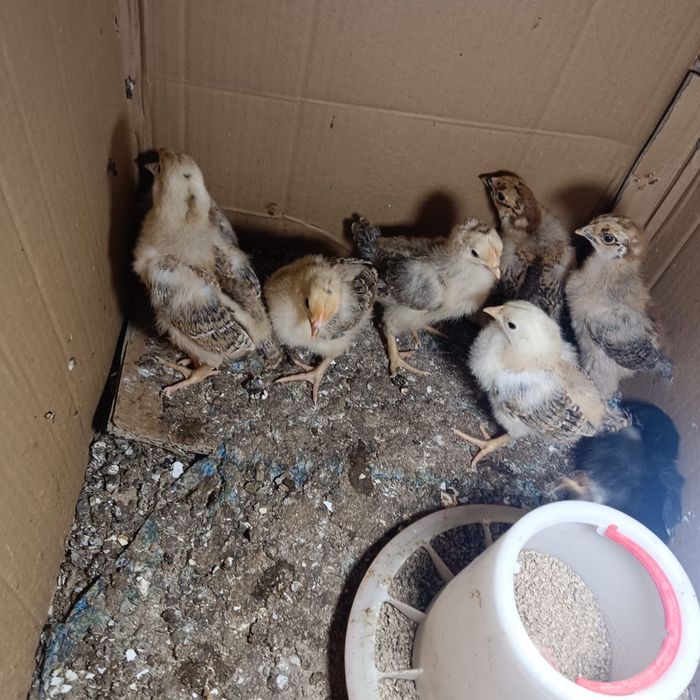 Кучин және Гигант балапандары