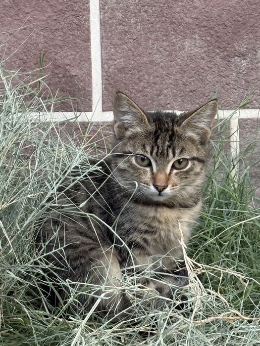 Отдам котят в добрые руки!