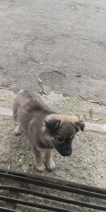 Donez  6 căței ,4 femele,2 masculi,varsta 3 luni