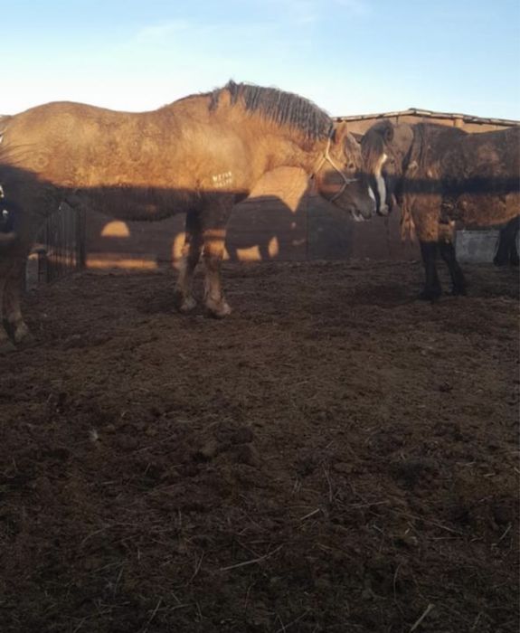 Жеребец советский тяж