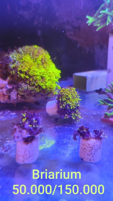 Akvarium korallari sotiladi