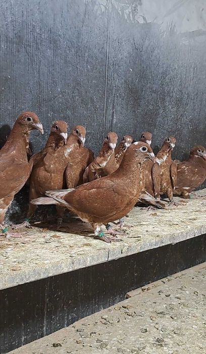 Porumbei roșii cu floare!