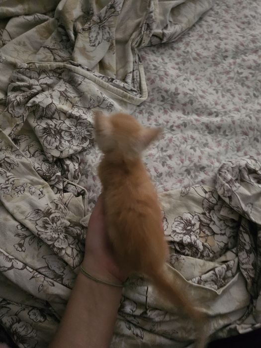 Отдам даром котенка 1 месяц мальчик