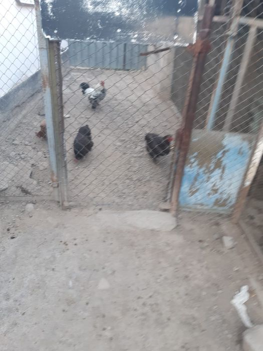 Домашний тауықтар