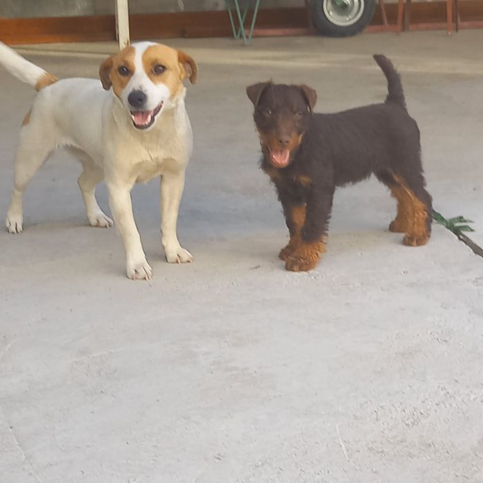 Продам Джек Рассел девочка.