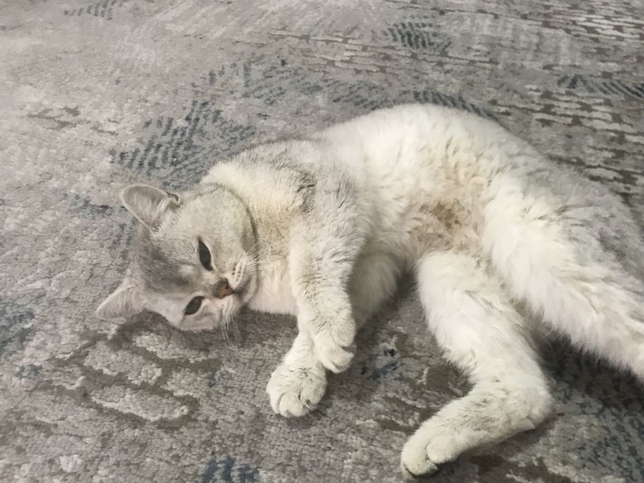 Zoti:serebreski shinshilla yoshi 1yosh jinsi o’g’ilbola manzil qo’qon