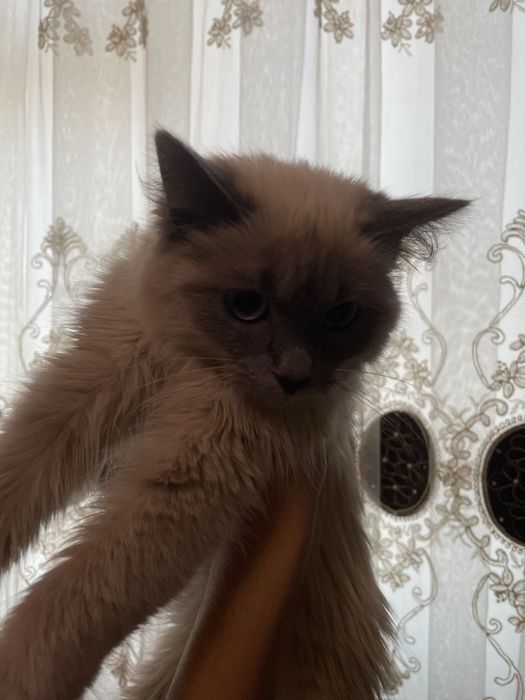 Zottor mushuk sotiladi damashniy