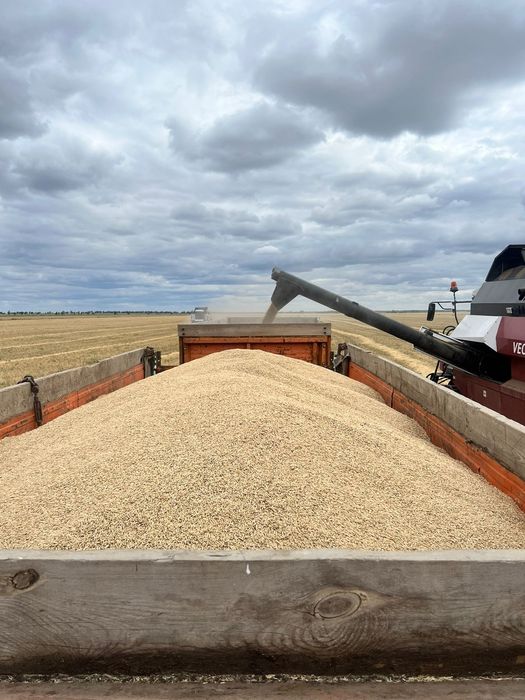 Продам ячмень урожай 2023 года.