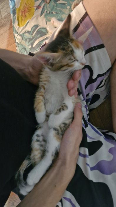Срочно, отдам котёнка