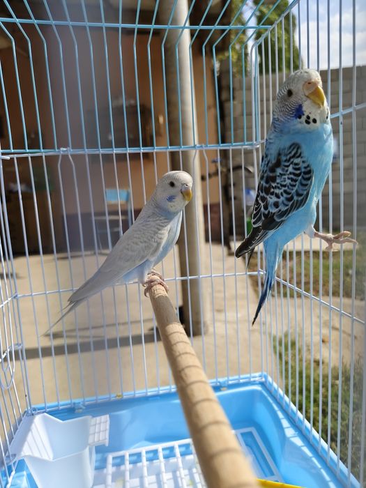 Продам пара попугай с клеткой