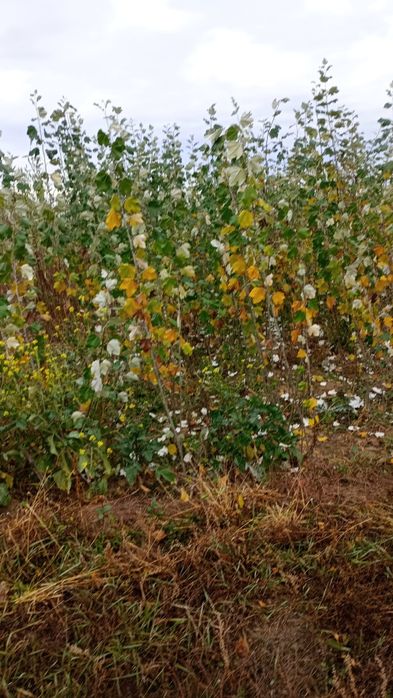 Puieți salcâm frasin fag carpen ulm plop mesteacăn brad molid Tei arin