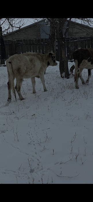 Голштин таза 1.5жылдыктар сатылады