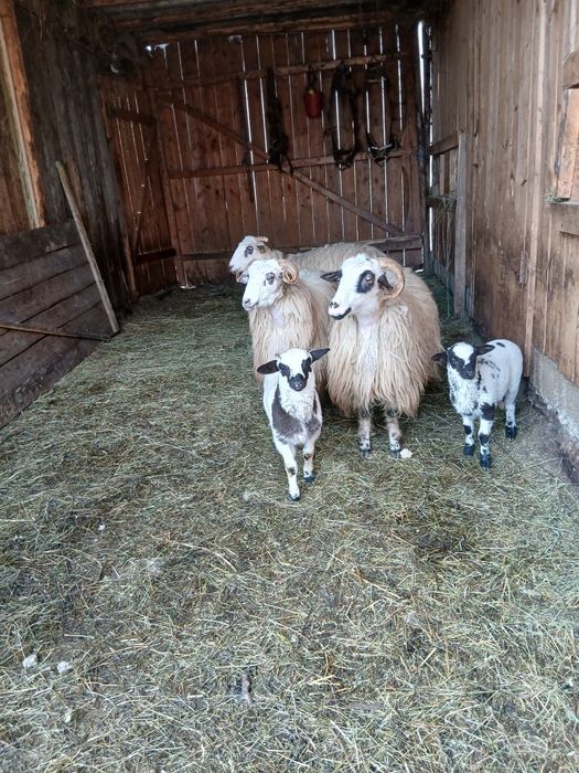 Vând trei oi cu miei