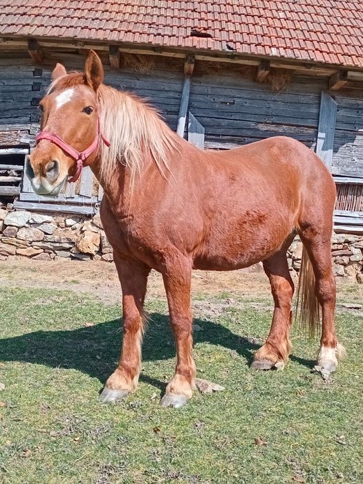 Vând iapă de 8 ani